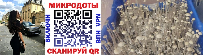 Галлюциногенные грибы Psilocybe Тосно